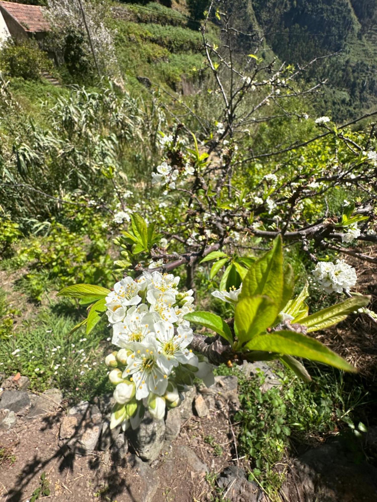 The Green Valley House São Vicente 外观 照片