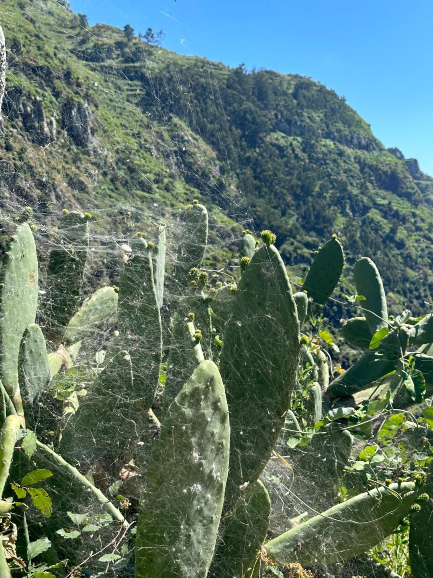 The Green Valley House São Vicente 外观 照片